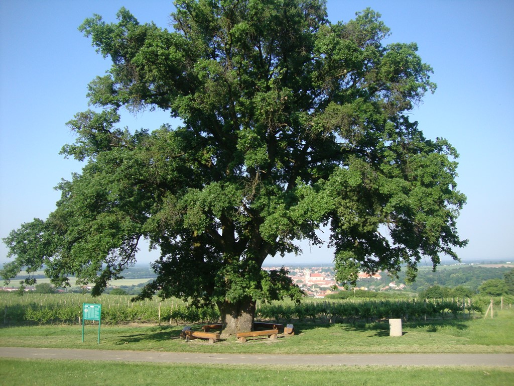 Three Oaks